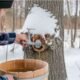 Highland Maple Sugar: A Sweet Tradition and Its Culinary Uses