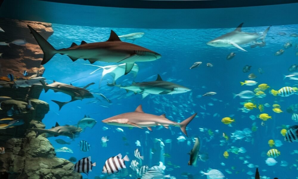 Largest Aquarium in the World