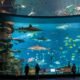 Largest Aquarium in the World