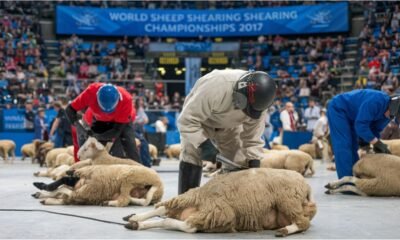 World Sheep Shearing Championships 2017: A Historic Global Event