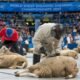 World Sheep Shearing Championships 2017: A Historic Global Event