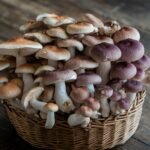 How Long Do Shrooms Last? Must-Know Facts!