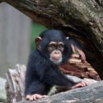 A Chimpanzee Species Guide: What You Need to Know