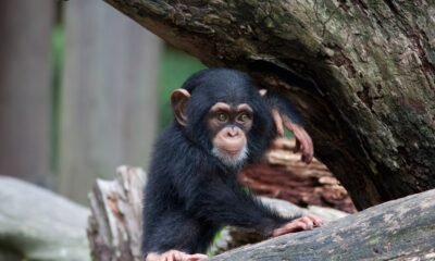 Chimpanzee