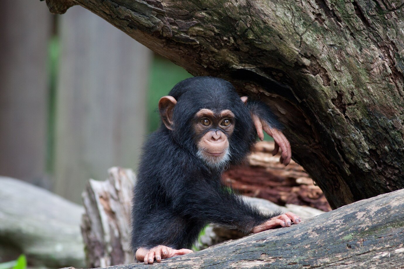 Chimpanzee