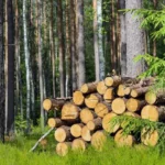 Eco-Friendly Solutions for Businesses: Discover the Power of Wood Wool