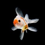 The Mystery Unveiled: Why are Goldfish Turning Black
