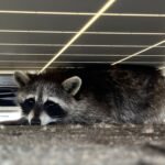 Humane Raccoon Removal in Scarborough: What You Need to Know