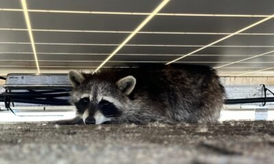 Humane Raccoon Removal in Scarborough
