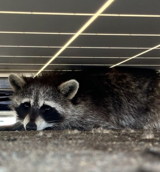 Humane Raccoon Removal in Scarborough