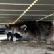 Humane Raccoon Removal in Scarborough