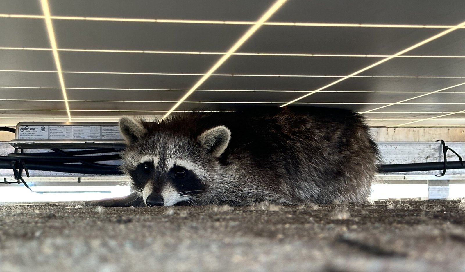 Humane Raccoon Removal in Scarborough