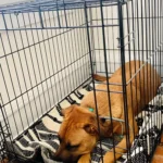Why the Right Crate Makes All the Difference in Dog Training Success