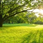 Modern Tree Care Strategies for Healthy Urban Landscapes