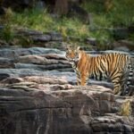 From Forts to Forests: Cultural Add-ons to Your Ranthambore Tour