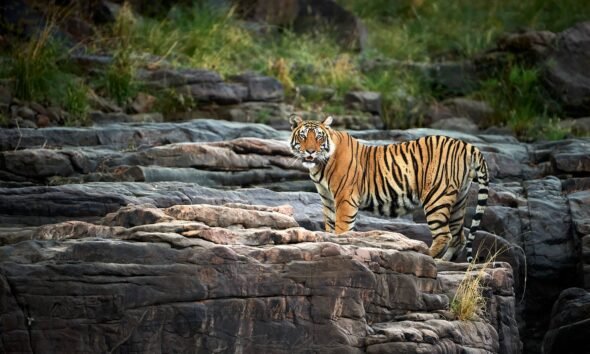 Ranthambore Tour