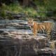 Ranthambore Tour