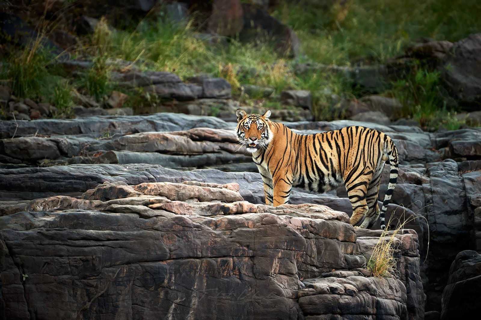 Ranthambore Tour
