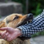 The Psychological Impact of Dog Bites and Available Therapies