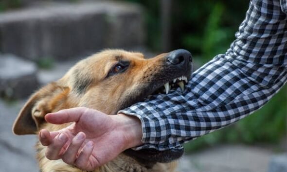 Dog Bites and Available Therapies