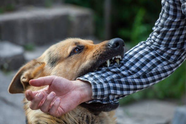 Dog Bites and Available Therapies