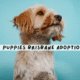 Labradoodle Puppies Brisbane