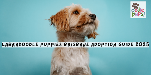 Labradoodle Puppies Brisbane