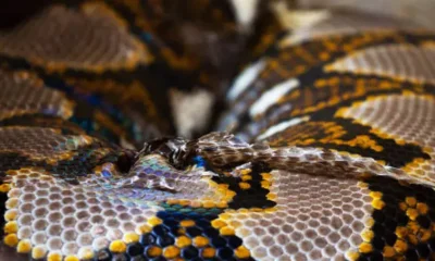 Python Frameworks