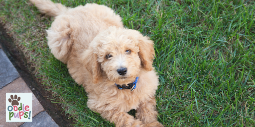 Labradoodle Puppies Brisbane