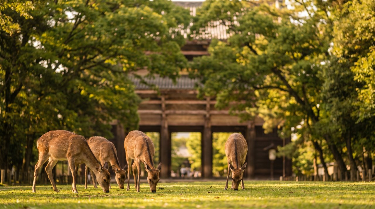 Things to Do in Japan